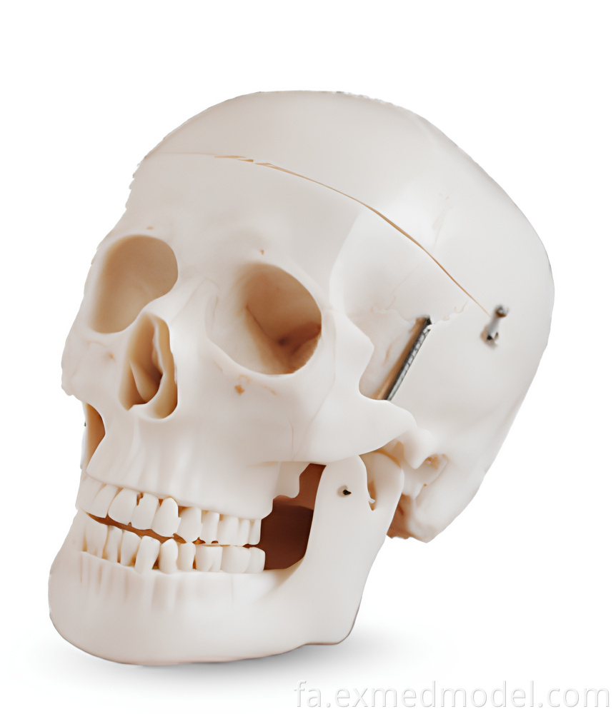 Life-Size Human Skull Model
